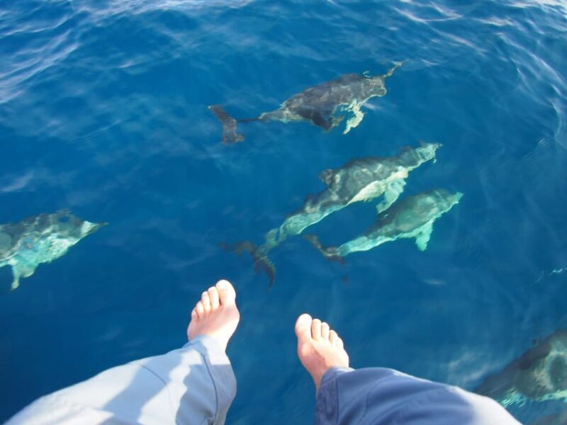 Always private 4 hour - Sail- dolphin Yacht Charter-paddle - FAQ