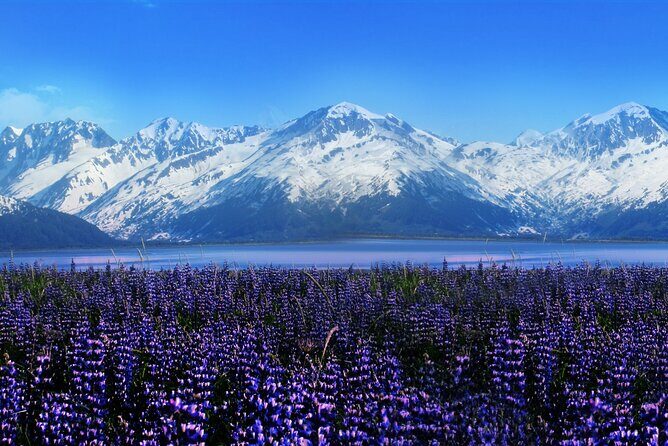 Alyeska/Girdwood Express - A Closer Look at the Alyeska/Girdwood Express Experience