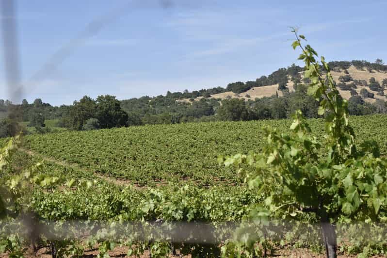 Amador County Wine Tasting Tour Private Tour 1 To 14 Group - Experience the Charm of Amador County with a Private Wine Tasting Tour