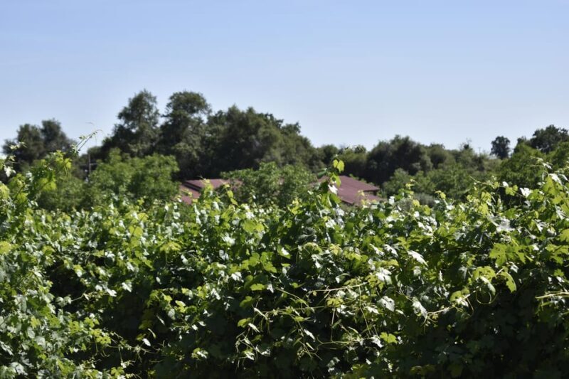 Amador County Wine Tasting Tour Private Tour 1 To 14 Group - Who Is This Tour Best For?