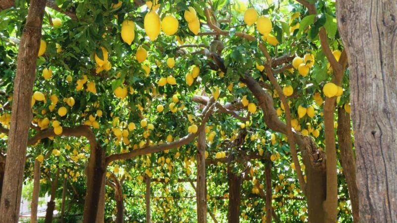 Amalfi Coast: Hike Along the Path of the Lemons - A Detailed Look at the Amalfi Coast: Hike Along the Path of the Lemons