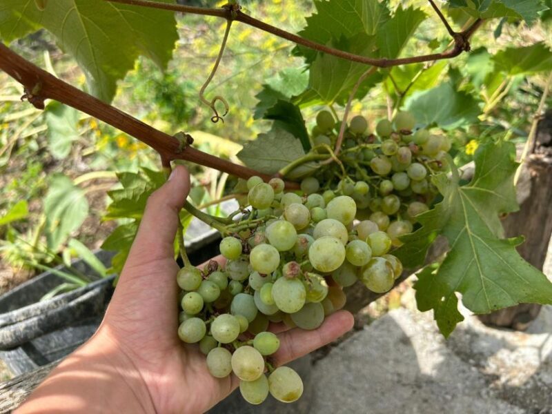 Amalfi Coast: Italian Dinner in Acampora's Farm - Wrapping It Up
