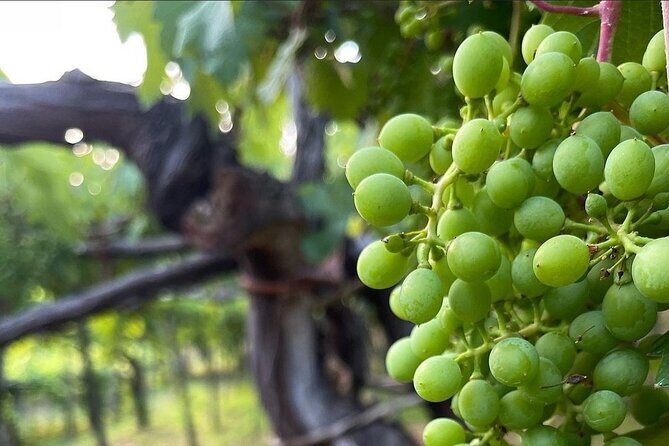 Amalfi Coast vintage tour with cheese and wine tastings - FAQs