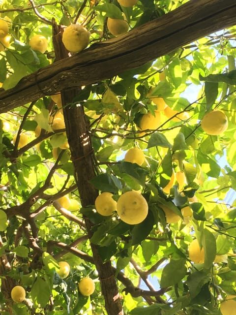 Amalfi Organic Lemon Tour & Tasting in the Historical Garden - FAQ