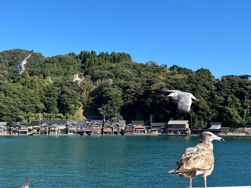 Amanohashidate & Ine Bay Full-Day Tour with Seafood Lunch - Seafood lunch: a useful inclusion, not a menu promise