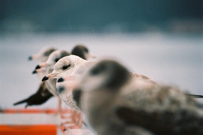 Amanohashidate & Ine Private Tour from Kyoto with English Driver - FAQ — Your Questions Answered