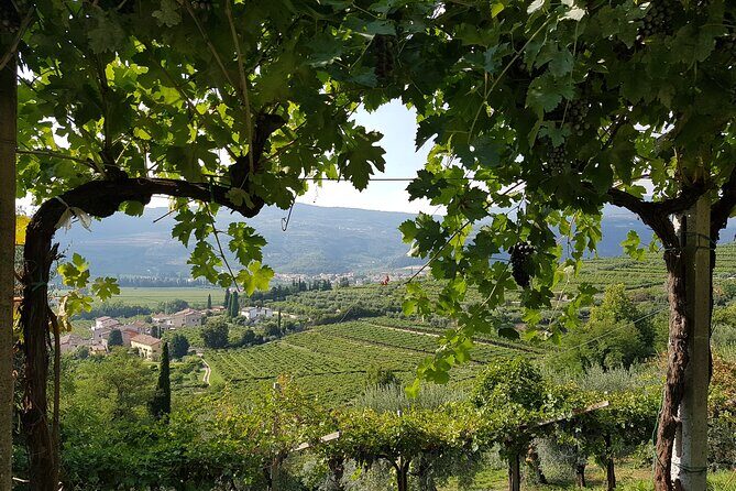 Amarone 2005 Wine Experience - Experience the Amarone 2005 Wine Experience in Verona