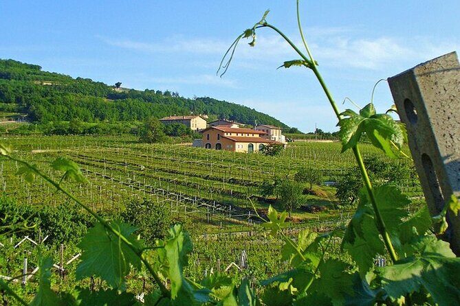 Amarone-Valpolicella private tour. Visit Verona. From Venice - FAQs