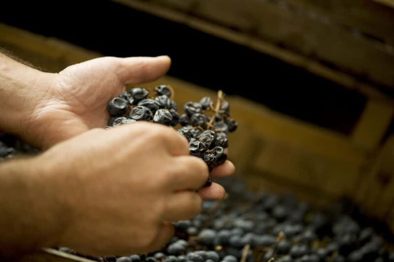 Amarone vertical tasting: A unique experience tasting different vintages of Amarone - Amarone Vertical Tasting: A Unique Experience Tasting Different Vintages of Amarone