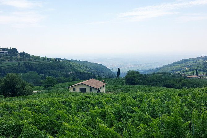 Amarone Wine Tour (all-inclusive full day with lunch and expert wine guide) - How the Experience Feels in Practice