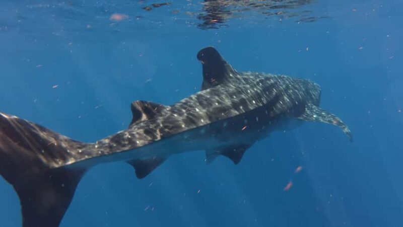 Amazing Adventure, Search and Swim with Whale Sharks on Holbox Island - Final Thoughts