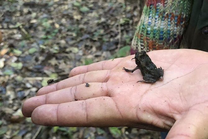 Amazing Amazon 2Days 1Night - Amazon Wonder Expeditions - Exploring the Heart of the Amazon with Amazon Wonder Expeditions