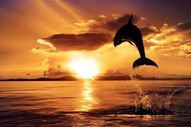 Amazing Bali Dolphin Watching Trip Experience - Who is this tour perfect for?