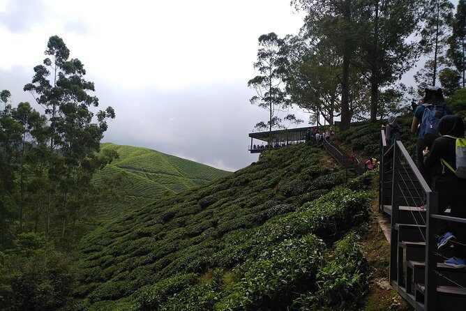 Amazing Cameron Highland Day Tour From Kuala Lumpur - Authentic Experiences and Traveler Feedback