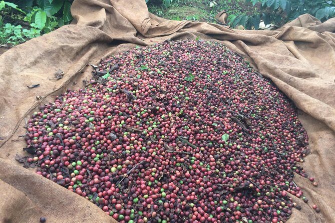 Amazing Coffee full-day tour in Buon Ma Thuot - Daklak - Who Should Book This Tour?