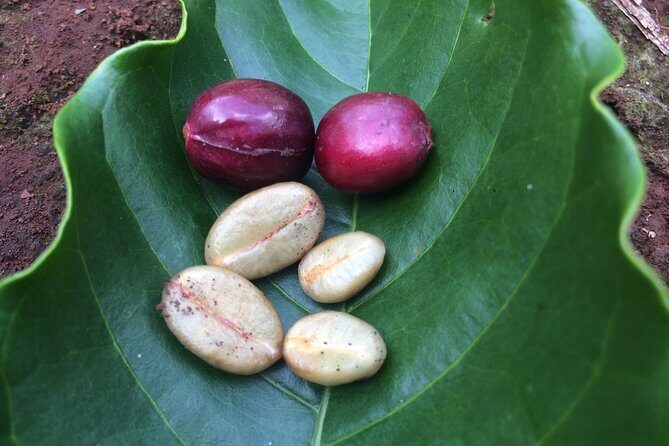 Amazing Coffee full-day tour in Buon Ma Thuot - Daklak - References