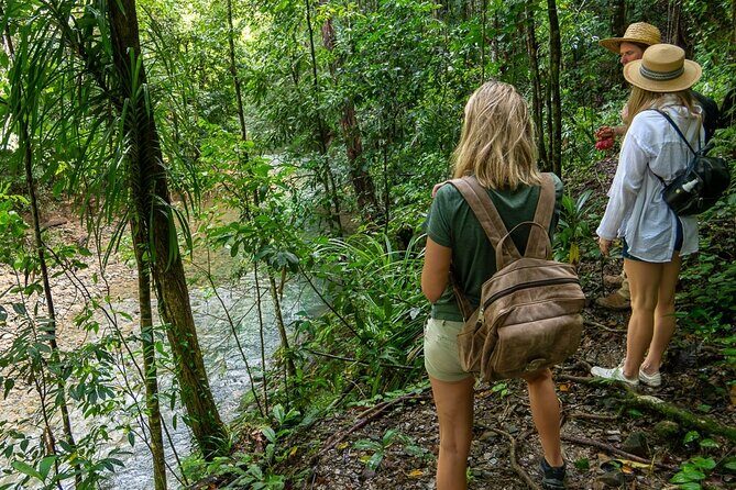Amazing Daintree Rainforest Tour Waterfall Hike, Lunch, Swim & Crocodile Cruise - Key Points