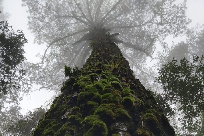 Amazing experience in the mountain of San Jose del Pacifico - Final Thoughts: Is This Tour for You?