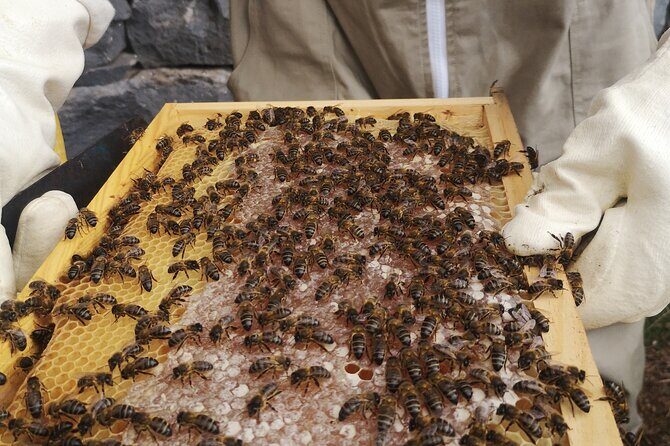 Amazing experience with Bees, honey and Pollen in Madeira Island - An In-Depth Look at This Beekeeping Tour in Madeira
