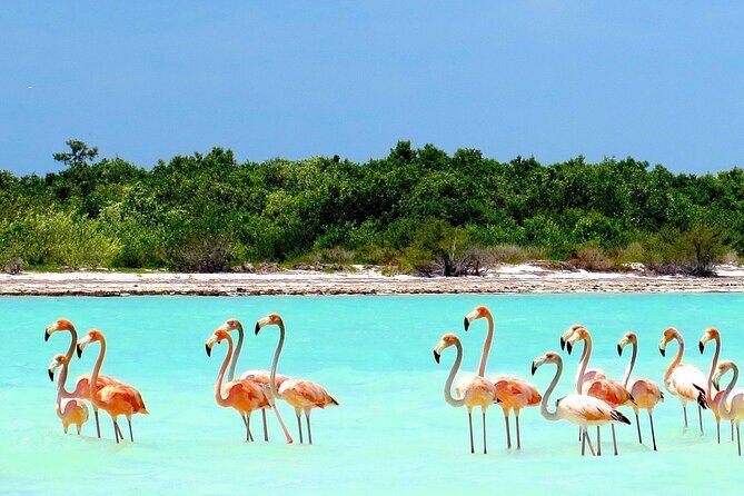 Amazing HOLBOX Full day tour and Cenote swim experience from Cancun! - FAQs