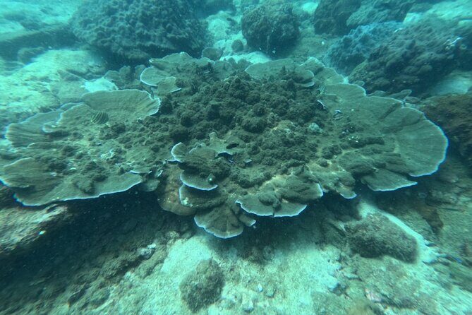 Amazing Phu Quoc 3 Island Tour by Boat and Cable Car 1 day - First Stop: Gam Ghi Island — The Coral Reef Paradise
