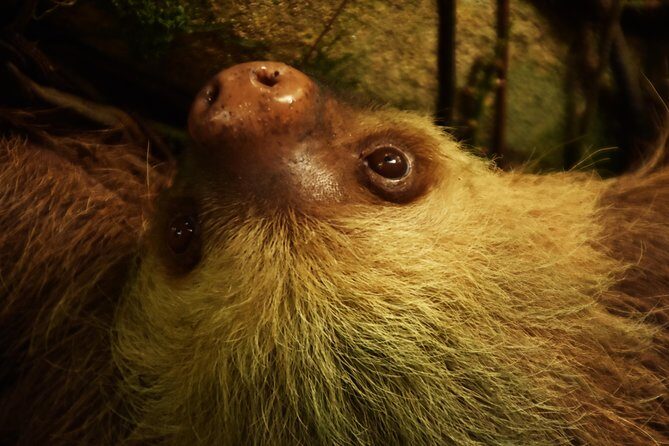 Amazing Red-Eyed Frog Night Walk La Fortuna - Key Points