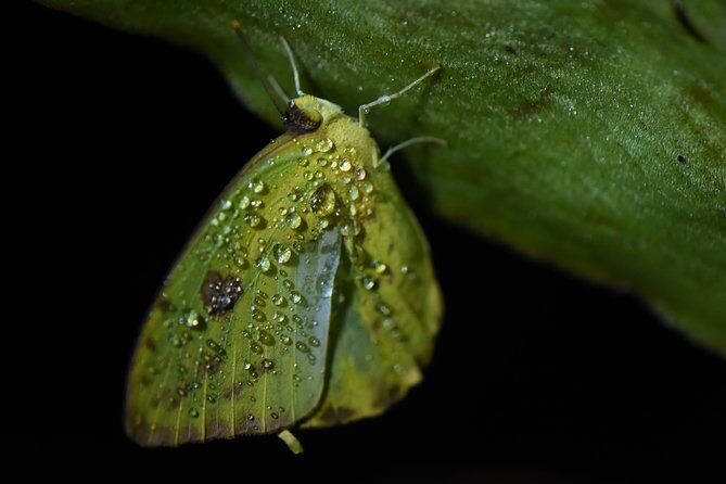 Amazing Red-Eyed Frog Night Walk La Fortuna - Exploring La Fortuna’s Nighttime Secrets: A Detailed Look