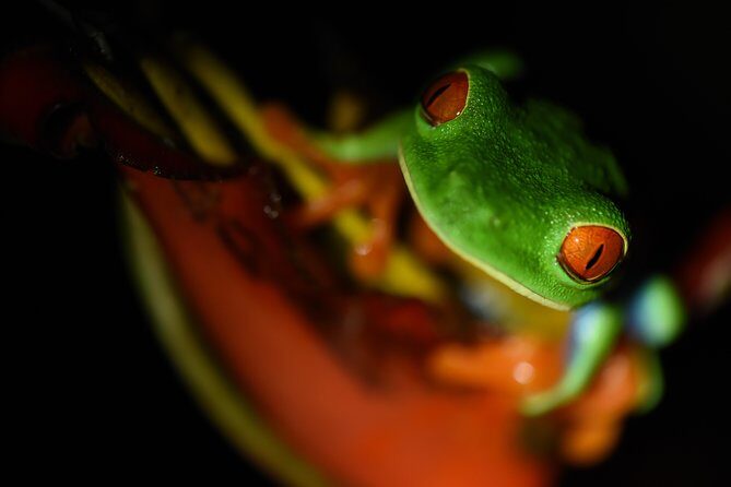 Amazing Red-Eyed Frog Night Walk La Fortuna - Frequently Asked Questions