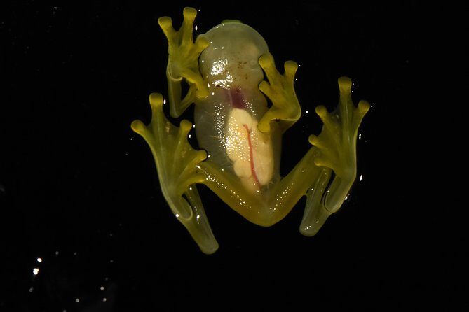 Amazing Red-Eyed Frog Night Walk La Fortuna - To Conclude