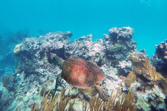 Amazing Underwater Discovery Tour - Who Will Love This Tour?