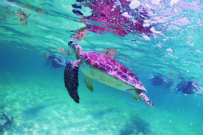 Amazing Underwater Discovery Tour - The Sum Up