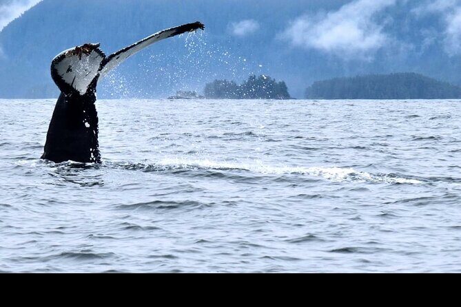 Amazing Whale Watching and Marine Wildlife Shore Excursion - An In-Depth Look at the Experience