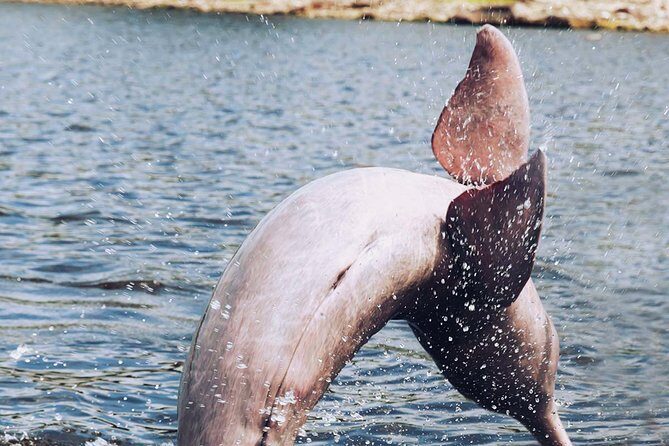 Amazon Experience: meet a native village and swim with porpoises - Key Points