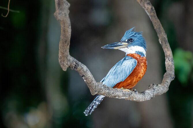 Amazon Explore 4D/3N-At Amazon Tapiri Floating Lodge - A Deep Dive into the Amazon Tapiri Floating Lodge Experience