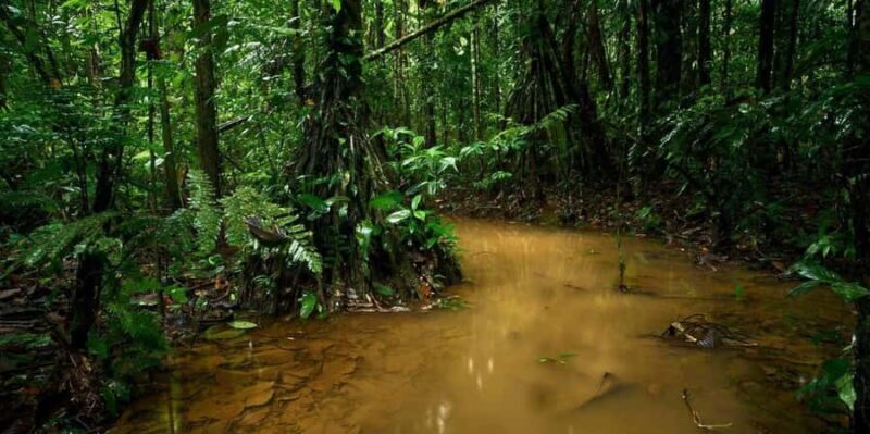 Amazon Jungle Night Hike - Key Points