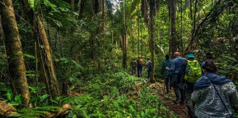 Amazon Jungle Night Hike - Exploring the Amazon Jungle Night Hike: What Travelers Can Expect