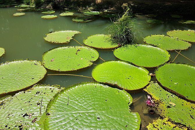 Amazon Natural Museums Combo (INPA and MUSA) - An In-Depth Look at the Amazon Natural Museums Combo in Manaus
