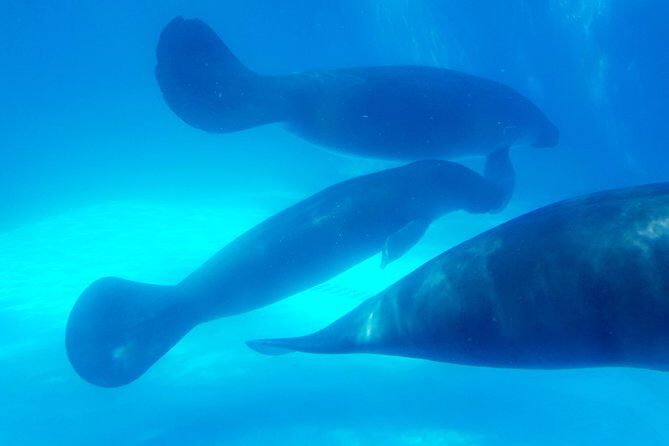 Amazon Natural Museums Combo (INPA and MUSA) - Who Should Book This Tour?