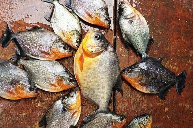 Amazon Piranha Fishing - Real Jungle Experience - Frequently Asked Questions