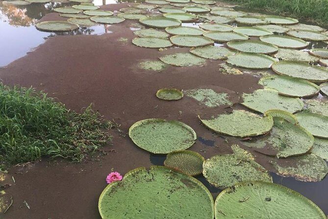 Amazon Private Safari by Tuhiri Eco Tour - Leaving Manaus - Final Thoughts