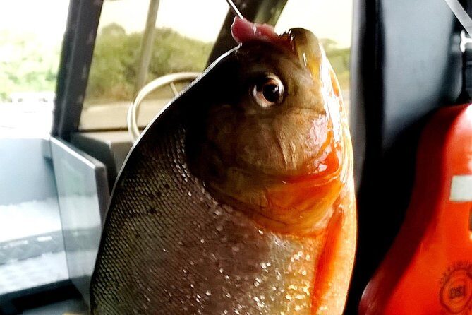 Amazon River Half Day Tour with Night Exploration by Boat - The Sum Up