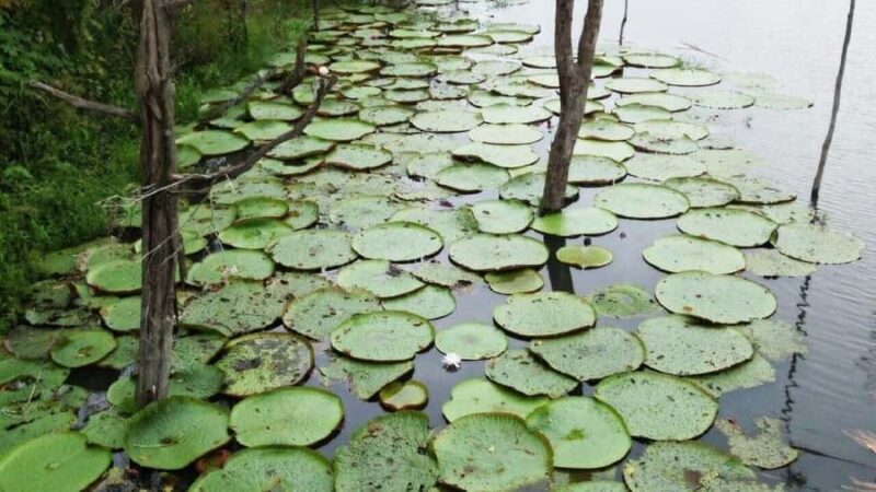 Amazon Safari® Manaus: Day trip on the Amazon River - Key Points