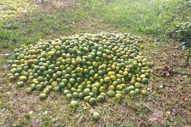 Amazon Shelter And Local Farm - A Detailed Look at the Amazon Shelter and Local Farm Tour