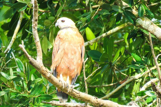 Amazon Survival Tour 4D/3N - Key Points