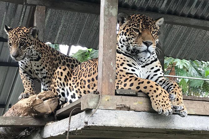 Amazon Tour in Ecuador: Puyo Day Trip from Baños - An In-Depth Look at the Puyo Day Trip