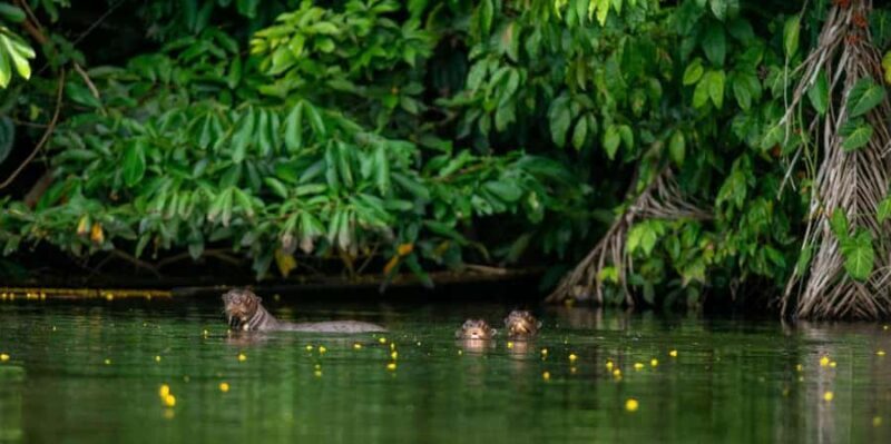 AMAZON TOUR MANU CULTURAL AREA 3D  2N - A Closer Look at the 3-Day Manu Cultural Tour