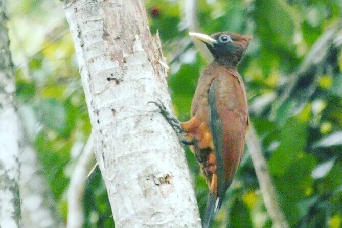 Amazon wildlife explorations 3 days 2 night - Who Should Consider This Tour?