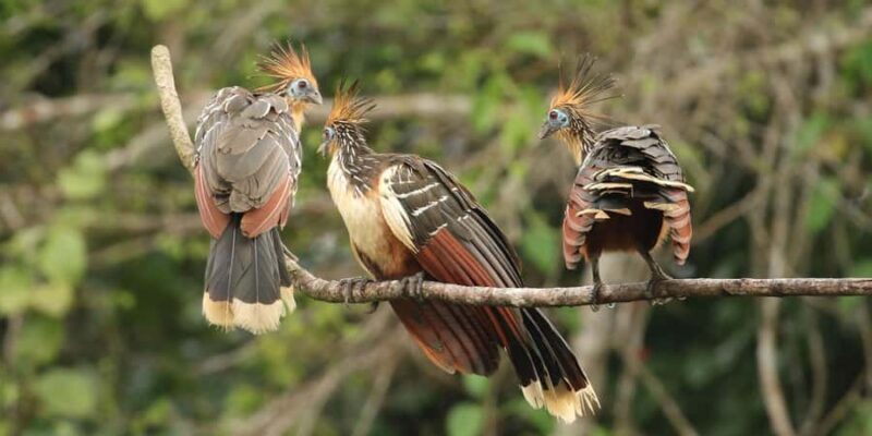 Amazonas Manu Cultural Zone 4 Days / 3 Nights - Why This Tour Offers Great Value