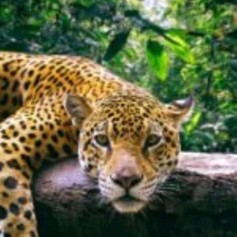 Amazonas Manu Zona Cultural 4 Días / 3 Noches - FAQ