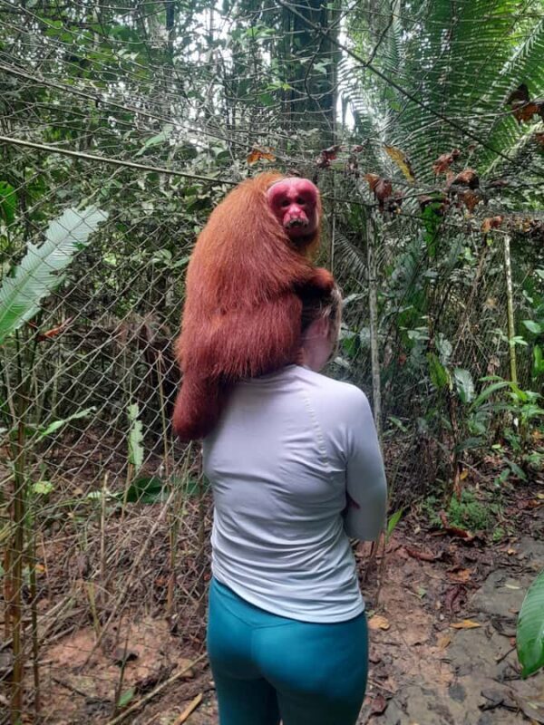 Amazonian Wonder, 2 days 01 night in lodge - In-Depth Review